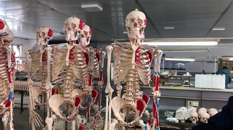 180cm Plastic Human Anatomical Skeleton With Color Muscle And Ligaments