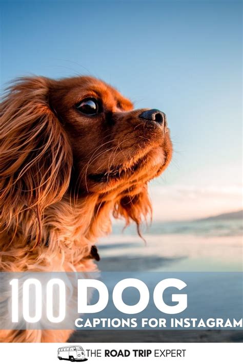100 Fantastic Dog Captions For Instagram Plus Quotes