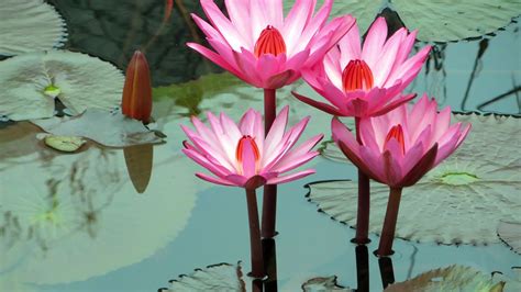 Wallpaper Beautiful Pink Water Lilies Pond 2880x1800 Hd Picture Image