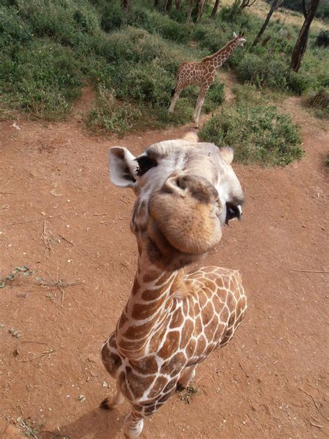 Baby Giraffes Are Adorable Raww