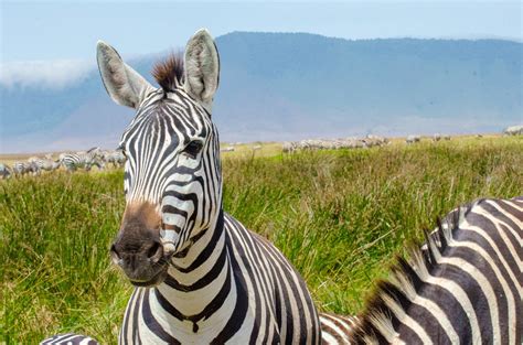 Zebra face - Two Dusty Travelers