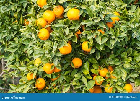 Ripe Oranges On The Tree Stock Image Image Of Costa 144507277