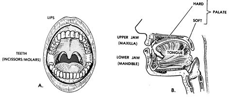 Images 06 Digestive System Basic Human Anatomy