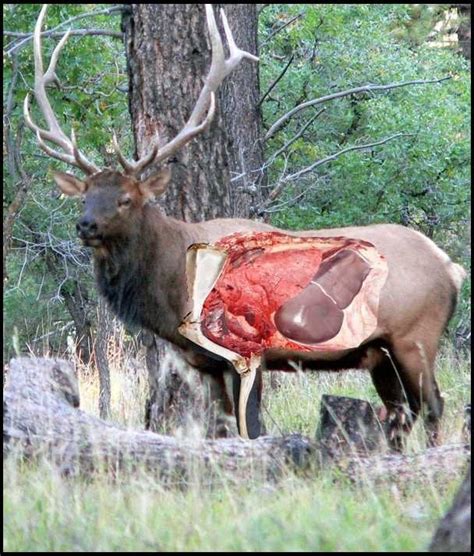 Anatomical Elk Picture Whatcha Think Archery Talk Forum