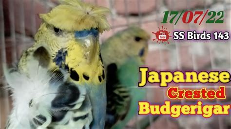 Japanese Helicopter Crested Budgies Japanese Budgerigar Youtube