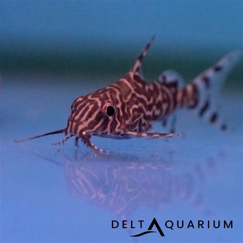Featherfin Synodontis Delta Aquarium