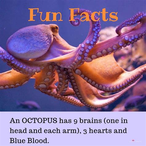 Fun Facts Octopus Octopus Facts Animal Facts Wtf Fun Facts