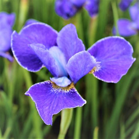 Siberian Iris Silver Edge Easy To Grow Bulbs