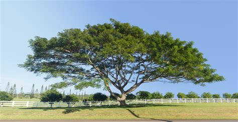 Haus And Garten Viable Fresh Rainbow Tree Formosan Koa Hawaiian Acacia Confusa Seeds En7123698