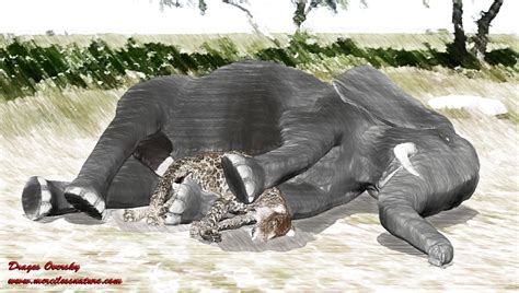 Rule 34 Anal Anal Sex Drages Elephant Feline Feral Gay Interspecies Leopard Male Penetration