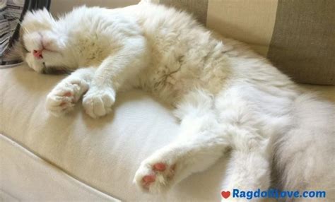Is A Ragdoll Cat Right For You 5 Things You Should Know About Ragdolls