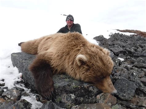 Alaska Grizzly Bear Hunt Arctic North Guides