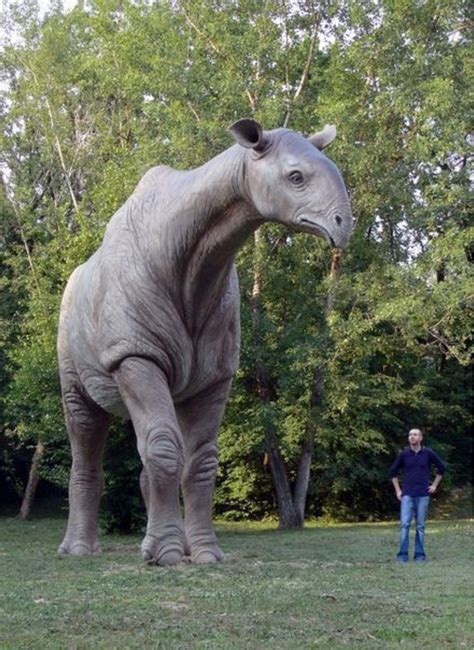 Paraceratherium An Extinct Browsing Ungulate Related To Modern Rhinos