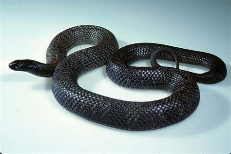 Australian Snakes Identification