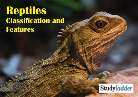 Classification Of Reptiles Studyladder Interactive Learning Games