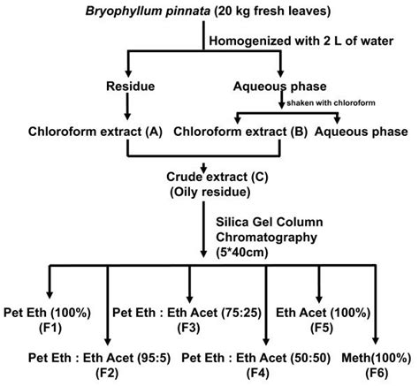 Flow Chart Of Extraction And Column Chromatographic Separation Of