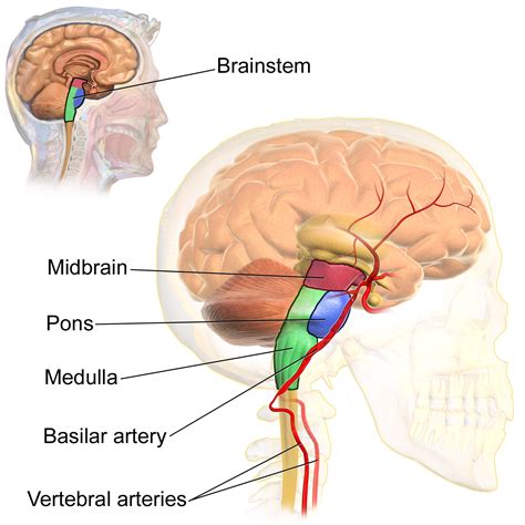 The Brain Stem Anatomy Of The Brain Stem Physiology Of The Brain