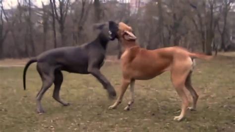 Great Dane Dog Breed Mating And Giving Birth Youtube