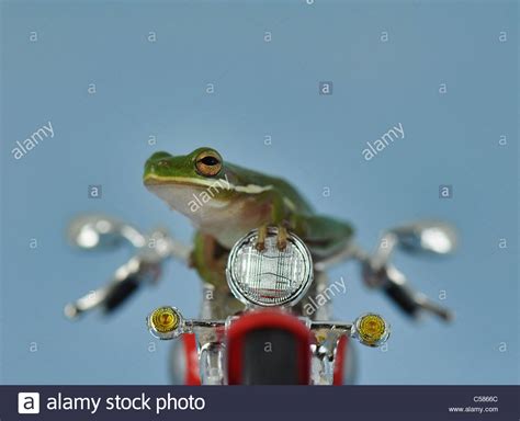 Motorbike Frog Stock Photos & Motorbike Frog Stock Images - Alamy