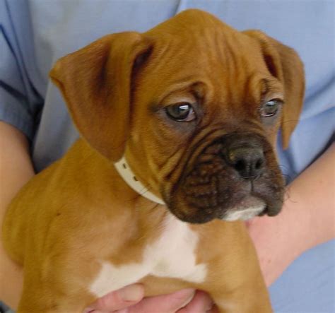 Check spelling or type a new query. Fawn Boxer Puppies For Sale In Nj | Top Dog Information