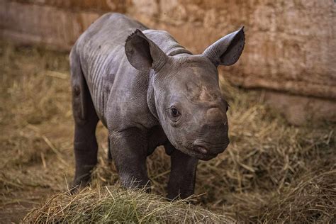 Endangered Baby Rhino Born At Czech Zoo Named Kyiv