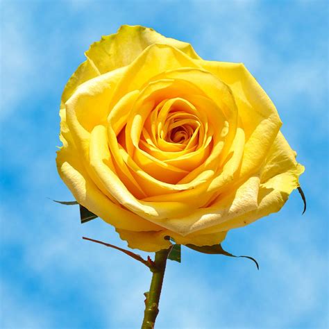 Celebrate a birthday, anniversary, graduation or any occasion with this lively bouquet of roses. Globalrose Fresh Yellow Roses (100 Stems)-100-yellow-roses ...