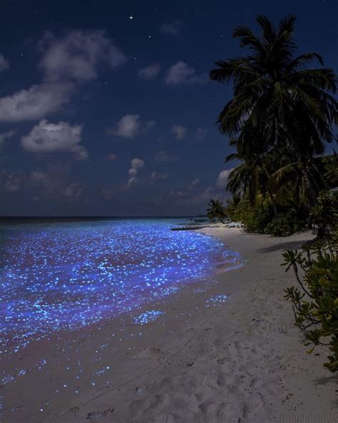 A Bioluminescent Display At A Beach In Maldives Nature Glowing Beach