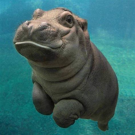 A Baby Hippo For You Baby Hippo Cute Animals Cute Hippo