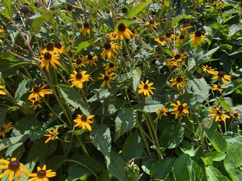 How To Grow Black Eyed Susans From Seed Gardenary
