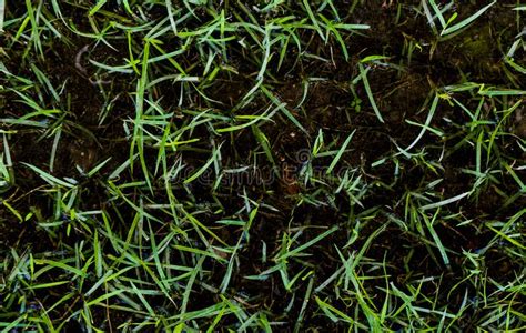 Green Grasses Leaves On Wet Dirt Stock Photo Image Of Moss Backdrop