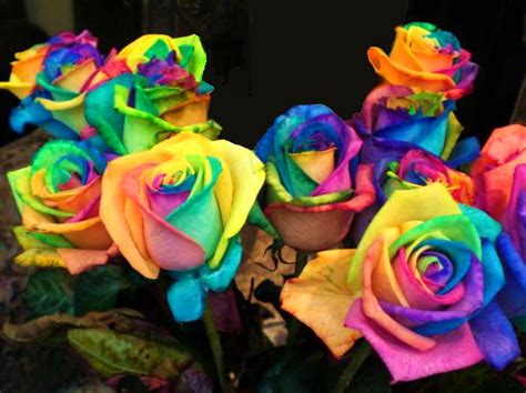 Wonderful Multicolour Roses Natures Beauty Artline Feel The