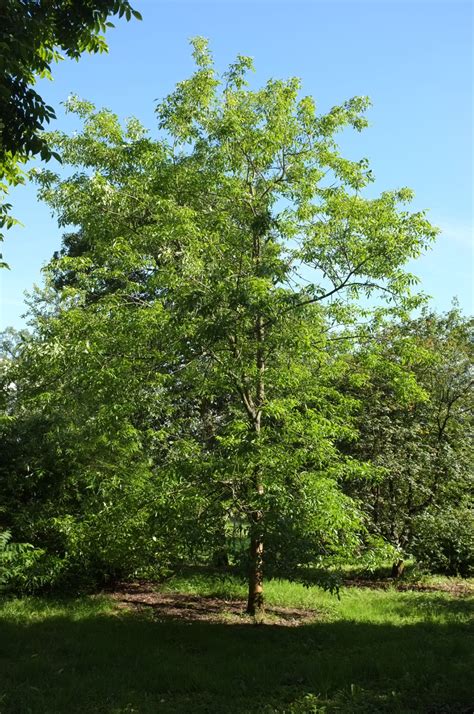Fraxinus Pennsylvanica Trees And Shrubs Online