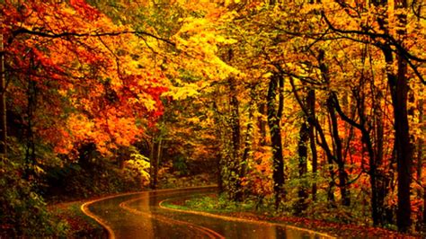 road between colorful autumn trees during rain hd nature wallpapers hd wallpapers id 60419