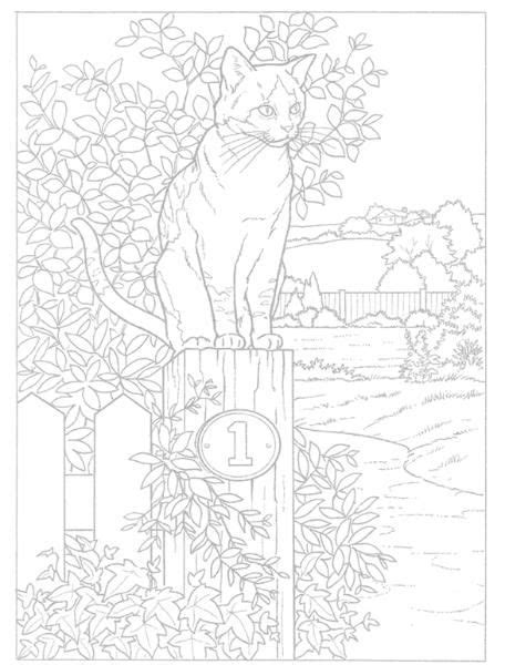 bottlenose dolphins | Animal coloring pages, Cat coloring page