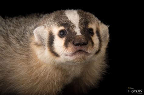 Photo Ark Home North American Badger National Geographic Society