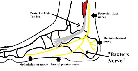 Awasome Lateral Plantar Nerve Pain References Eq2daily