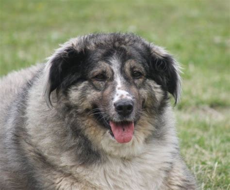 Carpathian Shepherd Dogs Race Romanian Animal Care Europe