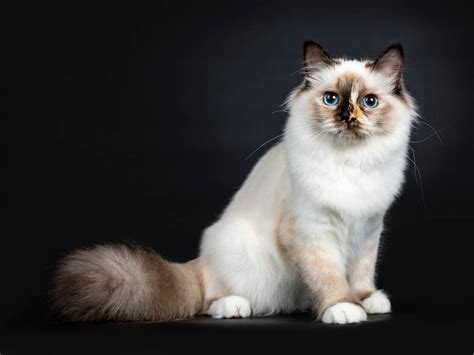 29 Cat Breeds With Blue Eyes With Images Cat World