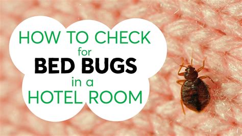 How To Check For Bed Bugs In Your Hotel Hotel Gue