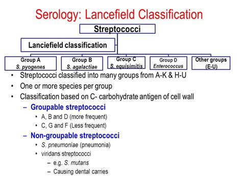 Classification Of Streptococcus Online Biology Notes