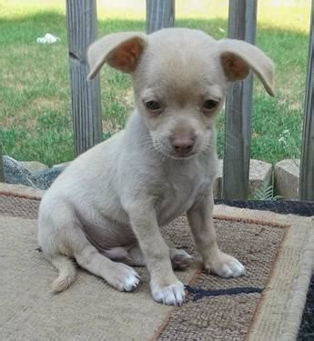 Browse tiny teacup chihuahua puppies and toy chihuahua puppies for sale by teacups, puppies & boutique! Chihuahua Puppies for Sale in Scottville, Michigan ...