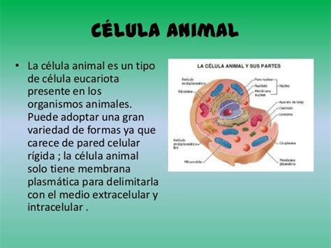 Collection Of Que Es Celula Animal Celula Animal Y Vegetal Actividad