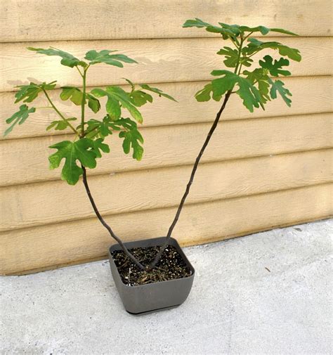 Growing Fig Trees In Containers Stark Bros