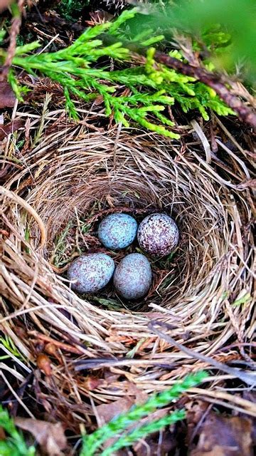 Eggs Birds Nest · Free Photo On Pixabay