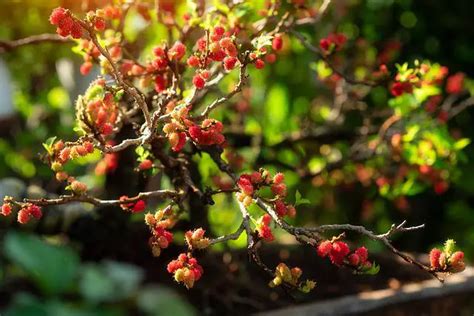 How To Plant Mulberry Tree — Guide For Beginners Gardenfine