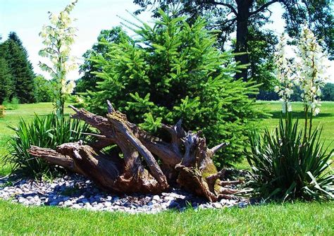 Driftwood Landscaping This Wood Came From The Woods Behind Flickr