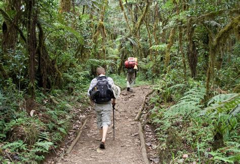 Go Hiking Through The Rainforest Bucket List Hiking Kilimanjaro