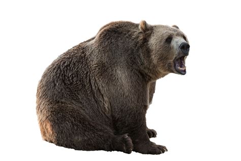 Bear Isolated White Background Free Stock Photo Public Domain Pictures
