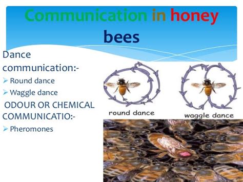 social communication among honey bees