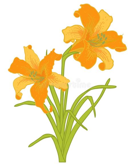 Vector Illustration Of Flower Orange Lilies Stock Vector